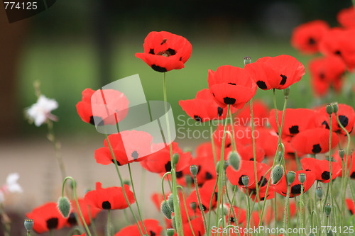 Image of red flower