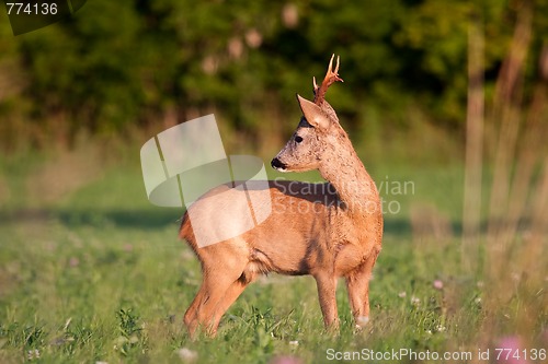 Image of Roebuck