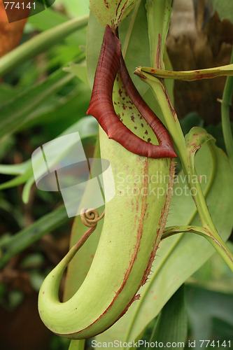 Image of carnivorous plant