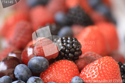 Image of forest fruit