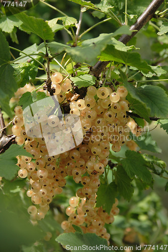 Image of currant