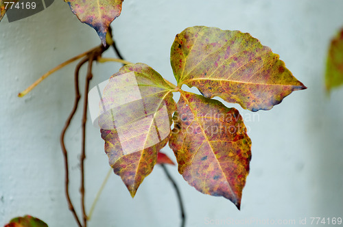 Image of Details of leaf
