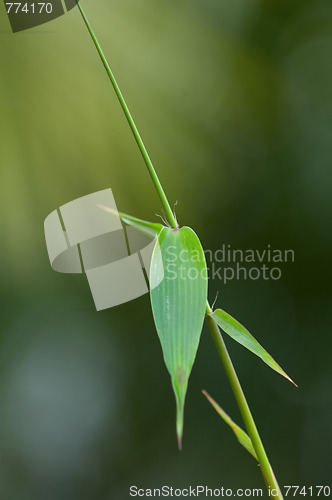 Image of Detail of bamboo foliage