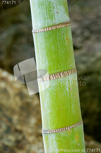 Image of Bamboo