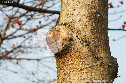 Image of Tree trunk