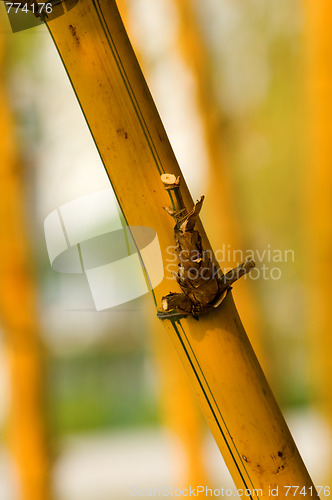 Image of Bamboo