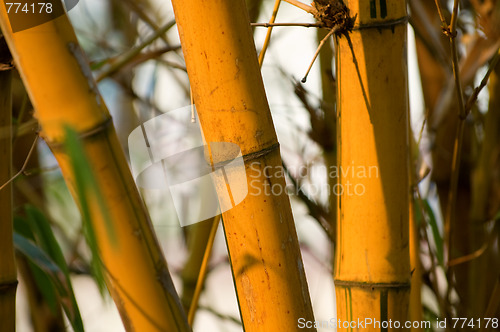 Image of Bamboo