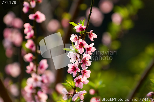Image of Wild cherry tree in blossom