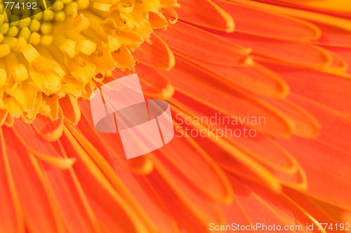 Image of Orange marguerite