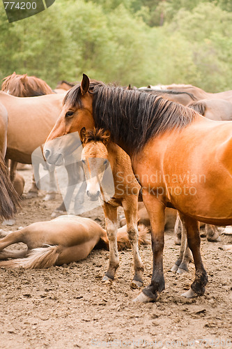Image of mare and foal