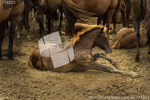 Image of stud in the herd 