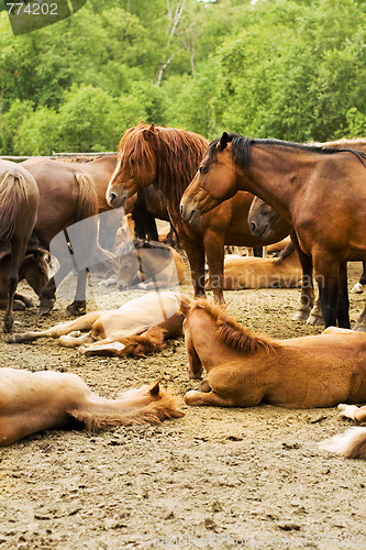 Image of studs in the herd