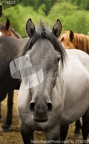 Image of  horse head