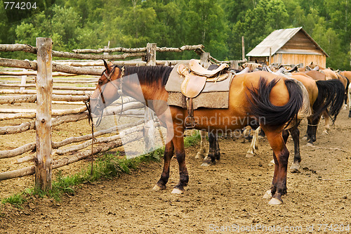 Image of mount  tethered horses