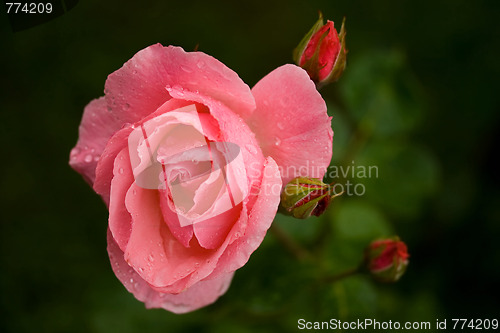 Image of roses with water drops 