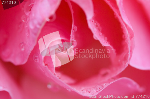 Image of Rose petal with water drops