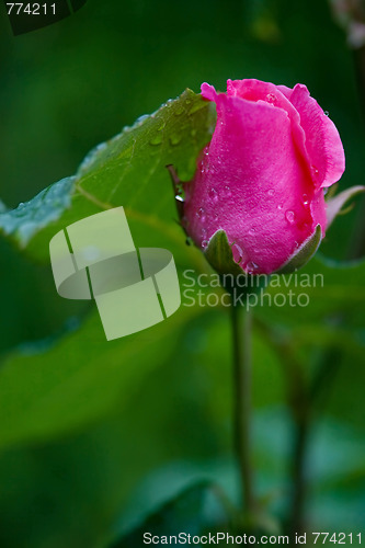 Image of pink rose bud