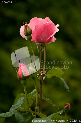 Image of roses after rain