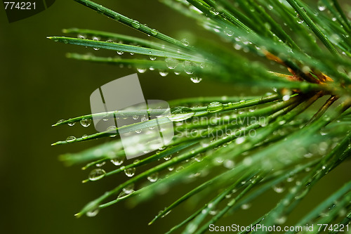 Image of Pine needle with dewdrops 