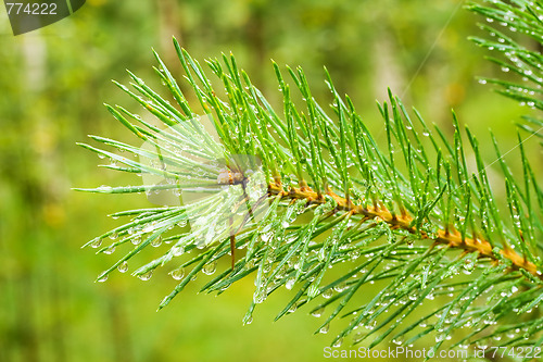 Image of Pine needle with raindrops