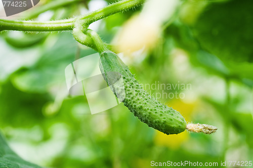 Image of one green cucumbers growing