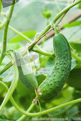 Image of two green cucumbers