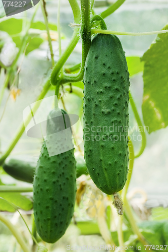 Image of cucumbers growing on a vine