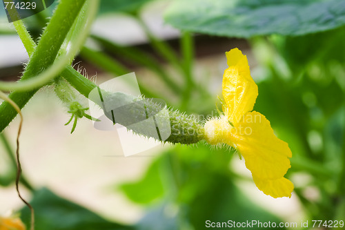 Image of cucumbers with flower