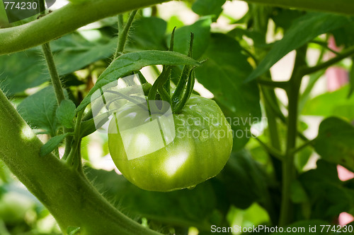 Image of unripe tomato