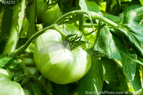 Image of green tomato growing