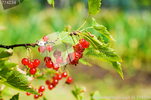 Image of red currants