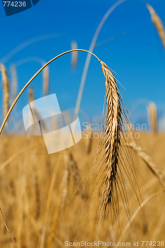 Image of gold wheat ear