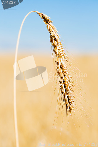 Image of one ripe gold wheat ear