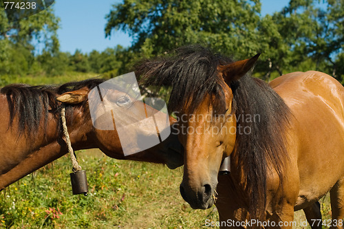 Image of Two horse heads 