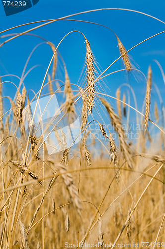 Image of  wheat ears