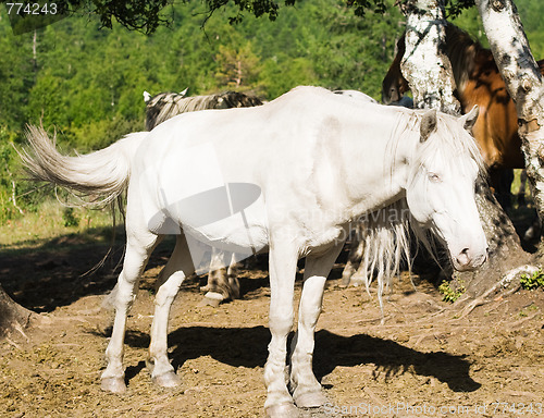 Image of white horse