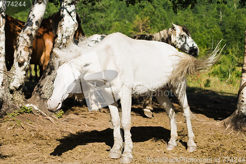 Image of  horse shaking tail and mane