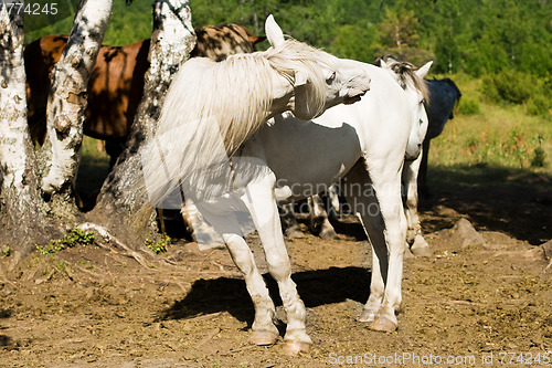 Image of white horse turning head