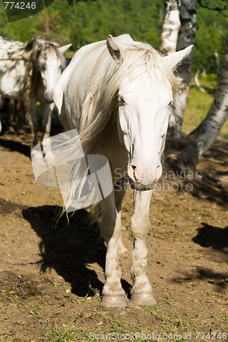 Image of white horse