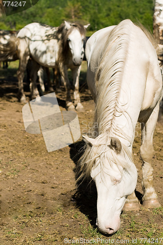 Image of white horse