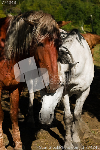 Image of White and brown horse