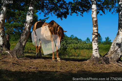 Image of horse and birch