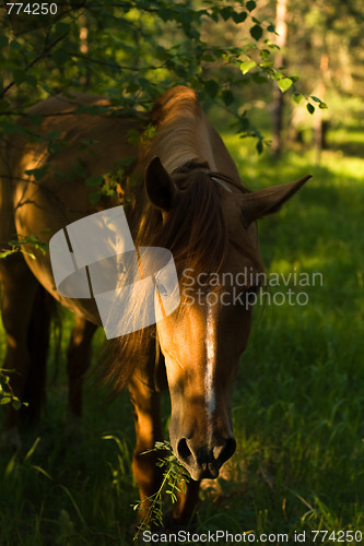 Image of horse in the forest