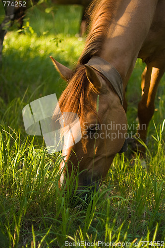 Image of Brown horse eat fresh grass 