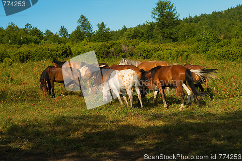 Image of horse herd gazing