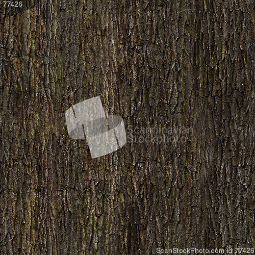 Image of Oak bark texture