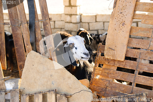 Image of white goat head