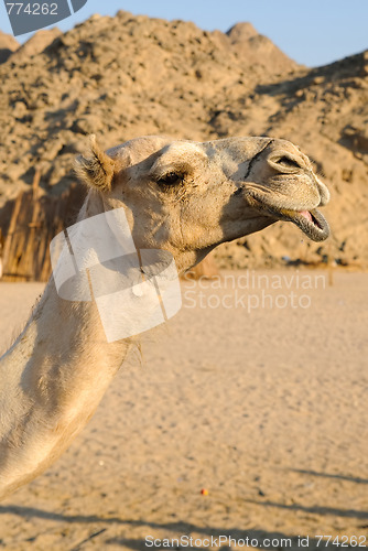 Image of camel head