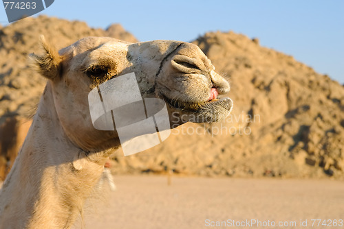 Image of camel head