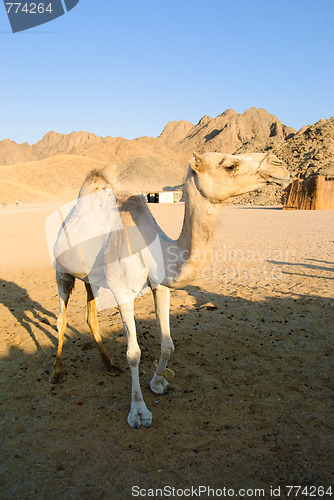 Image of funny camel